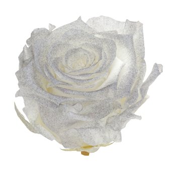 Preserved Pichincha Silver Mist Rose