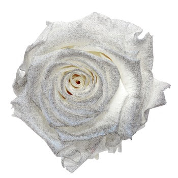 Preserved Pichincha Silver Mist Rose