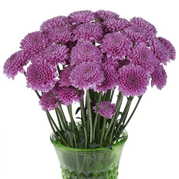 Bashful Becky Button Flower