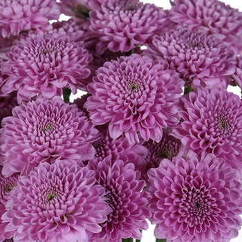 Bashful Becky Button Flower