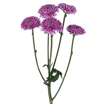 Bashful Becky Button Flower