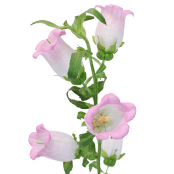 Campanulas Pink Flower
