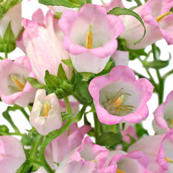 Campanulas Pink Flower