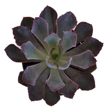 Succulents Pink Frills