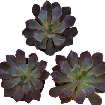 Succulents Pink Frills