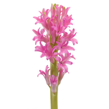 Hyacinth Pink Flower May to December
