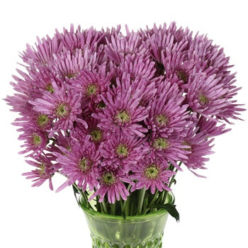 Pinky Lavender Novelty Pom Flower