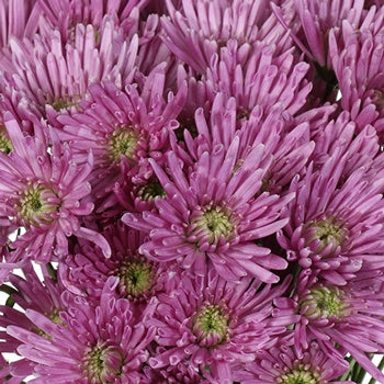 Pinky Lavender Novelty Pom Flower
