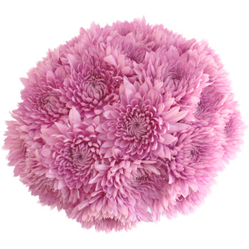Dahlia Style Cremon Pink Lavender