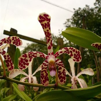 Pink Leopard Aranda Orchids
