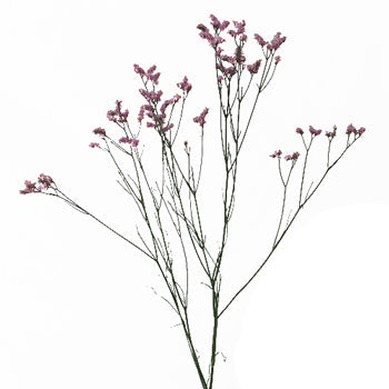 Pink Lavender Limonium Flowers