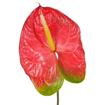 Anthurium Watermelon Obake Flower