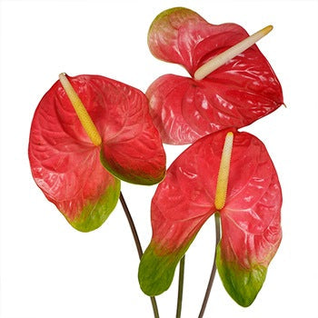 Anthurium Watermelon Obake Flower