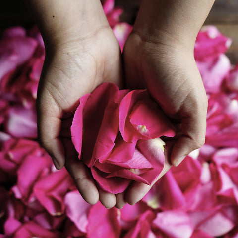 Purple Rose Petals Wholesale
