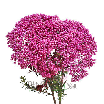 Tinted Pink Rice Flower