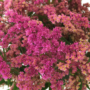 Enhanced Pink Estelle Filler Flower