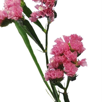 Tissue Culture Statice Medium Pink Flower
