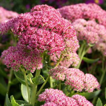 Pink Stonecrop Sedum Flower