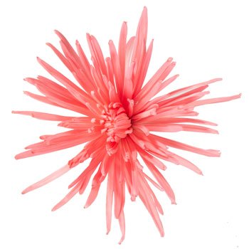Pink Coral Reef Airbrushed Spider Mum