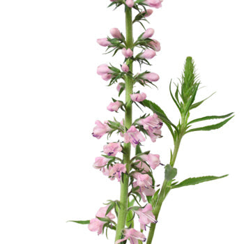 Light Pink Lysimachia Veronica