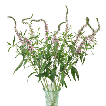 Light Pink Lysimachia Veronica