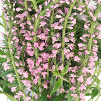 Light Pink Lysimachia Veronica