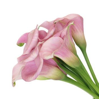 Blushing Bride Mini Calla Lilies