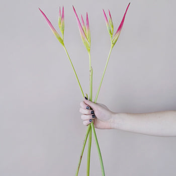 Pink Lemonade Heliconia