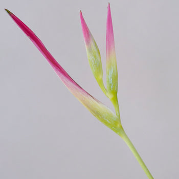 Pink Lemonade Heliconia