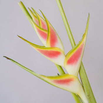 Mai Tai Heliconia