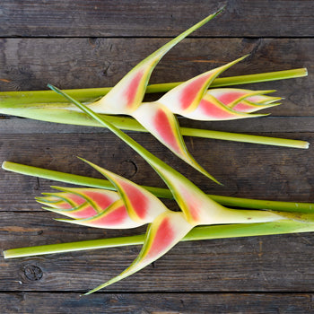 Mai Tai Heliconia