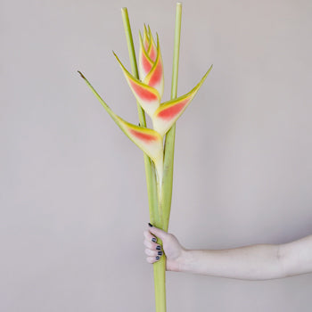 Mai Tai Heliconia