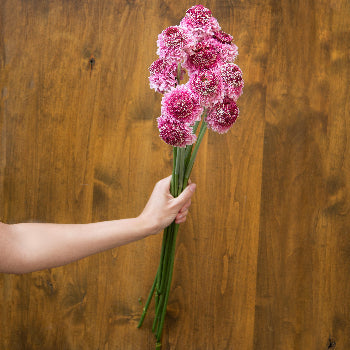 Strawberry blossom Scabiosa Flower