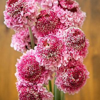 Strawberry blossom Scabiosa Flower