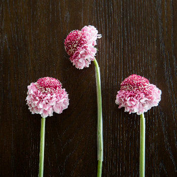 Strawberry blossom Scabiosa Flower