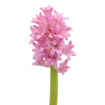 Hyacinth Pink Flower January to April