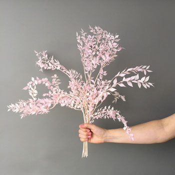 Dried Italian Ruscus Blush Flower