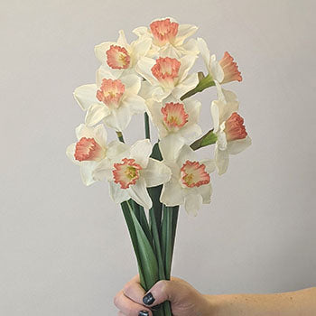 Tropical Pink Daffodils