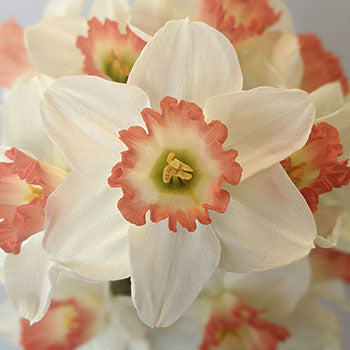 Tropical Pink Daffodils
