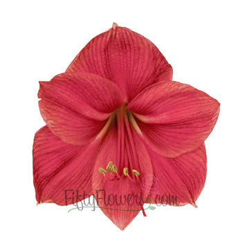 Amaryllis Pink Flower