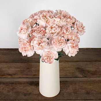 Faith Pink Carnation Flowers In a vase