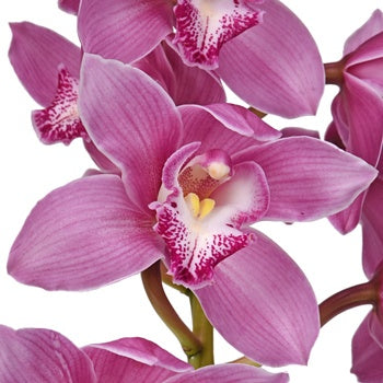 Wholesale Mother\'s Day Pastel Cymbidium Orchids