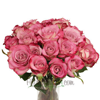 Blushing Lavender Farfalla Rose