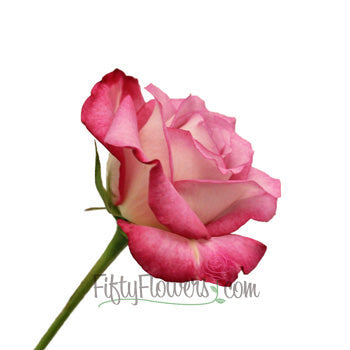 Blushing Lavender Farfalla Rose