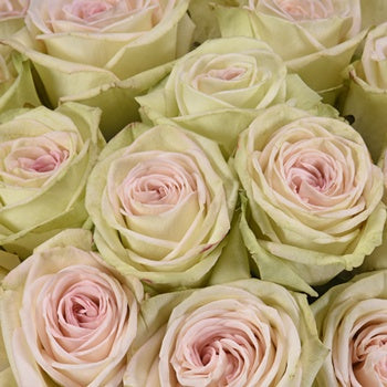 Pink Lemonade Rose