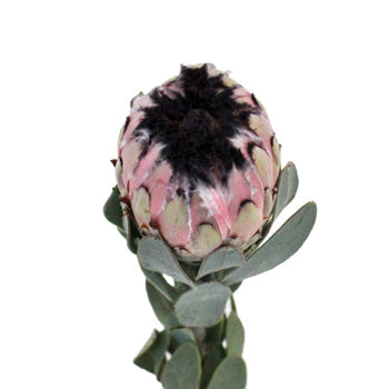 Pink Mini Protea Stem Picture