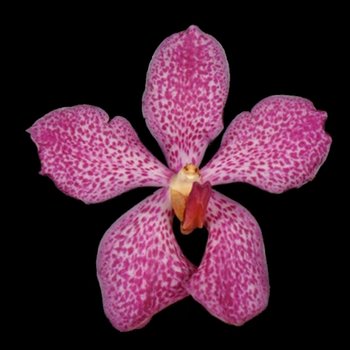 Jaguar Pink Mokara Orchids
