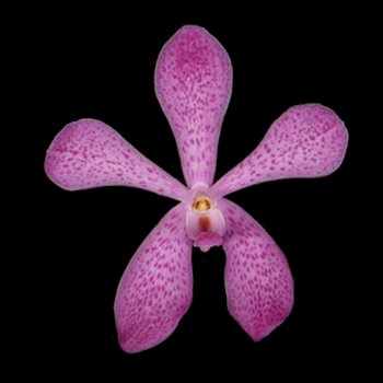 Pink Mokara Orchids Flower