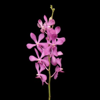 Pink Mokara Orchids Flower