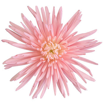 Pink Tinted Spider Mum Flower Bloom